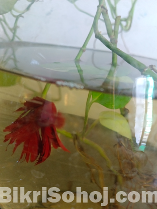 Super Red Rosetail Betta (Male & Female) Available